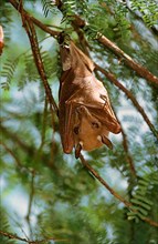 Peters's epauletted fruit bats