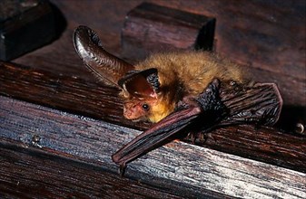 Brown long-eared bats