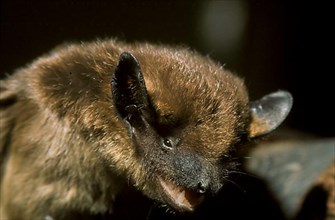 Broad-winged bat