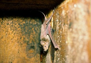 Hardwickes Mouse-tailed Bat