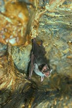 Common vampire bat