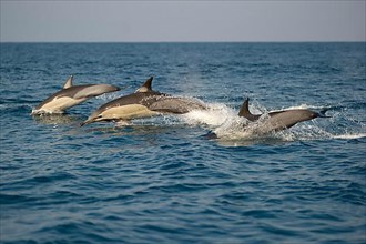 Long-snouted Common Dolphin