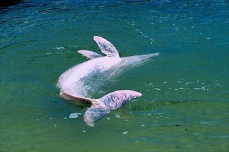Chinese white dolphin