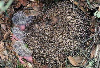 European hedgehog