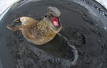Southern Elephant-seal