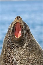 Kerguelen fur seal