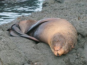 Galapagos Sea Bear
