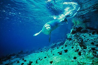 Mediterranean monk seal