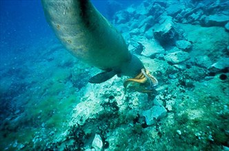 Mediterranean monk seal