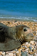 Mediterranean monk seal