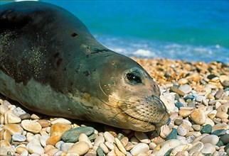 Mediterranean monk seal