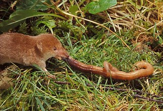 Common shrew