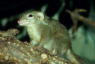 Common tree shrew