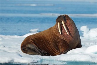 Atlantic walrus