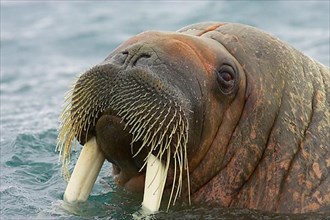 Atlantic walrus