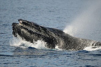 Adult humpback whale