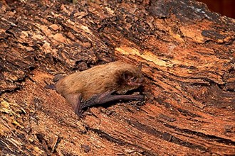 Rough-skinned bat