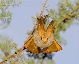 Yellow-winged bat