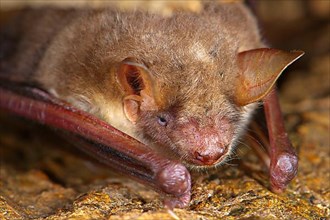 Little lesser mouse-eared bat