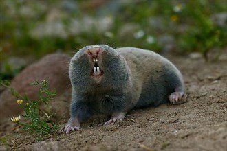 Small mole rat
