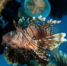 Diver and pacific red lionfish
