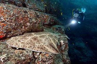 Diver and angel shark