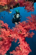 Soft corals on the wreck Cedar Pride