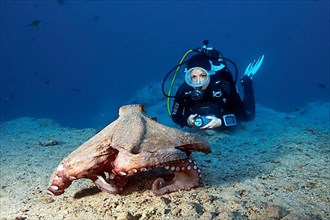 Diver and huge octopus