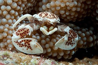 Spotted anemone crab