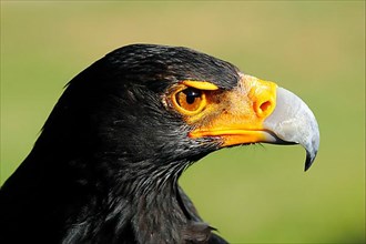 Verreaux's verreaux's eagle