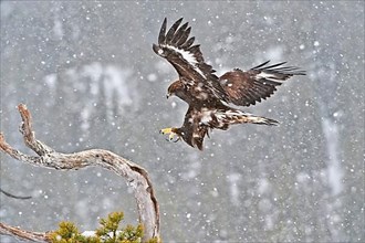 Golden Eagle