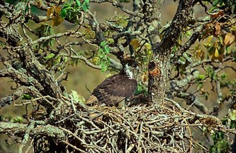 African hawk-eagle