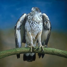 African hawk-eagle