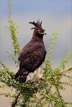Long-long-crested eagle