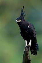 Long-crested eagle