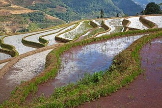Rice terraces overgrown with red duckweed on a hillside near Xinjie in Yuangyang County