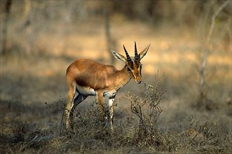 Indian gazelle