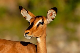 Black-faced impala
