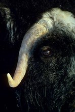 Musk Ox