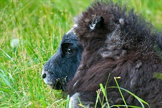 Musk Ox