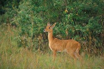 Oribi