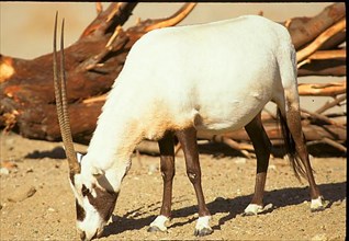 White oryx