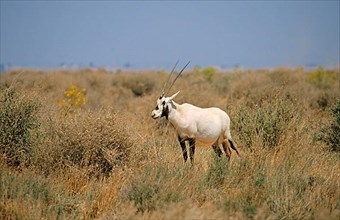 White oryx