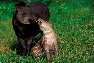 Lowland tapirs