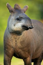 Brazilian tapir adult