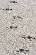 Footprints of Brazilian lowland tapir