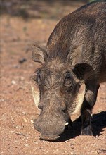 Desert warthog