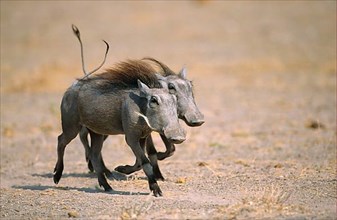 Desert warthog