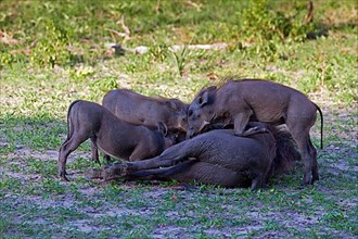 Common warthog