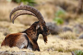 Ethiopian Ibex